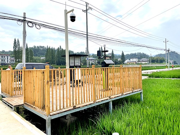 浙江臨安：竹林變稻田，農戶喜開顏