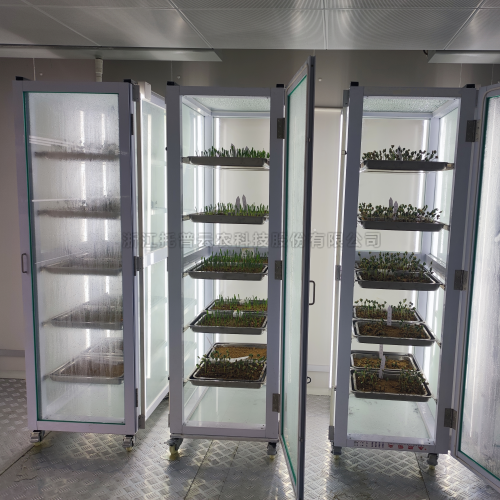 深夜视频伊人APP發芽室