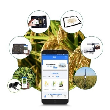 一文詳解水稻表型檢測係統是什麽？