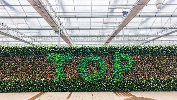 伊人下载视频全自動托管智能溫室大棚