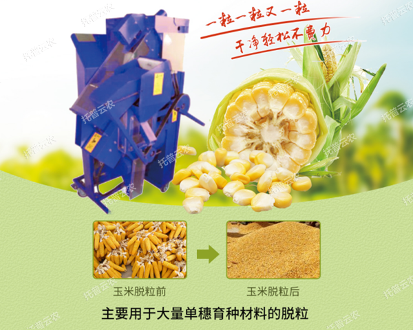 高淨度玉米單穗脫粒機脫粒效果展示 高淨度玉米單穗脫粒機脫粒效果展示